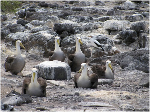 Waved_ Albatrosses_by_Kate_Huyvaeart